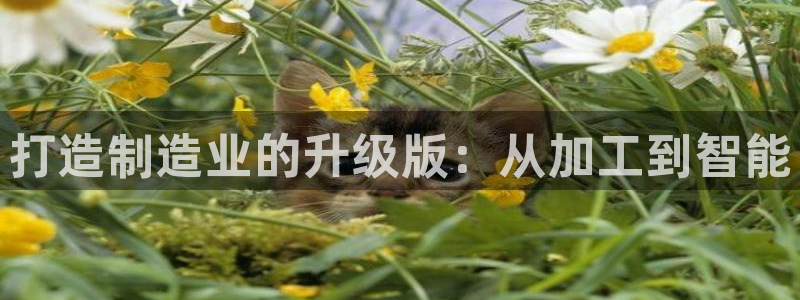 万事娱乐邵然